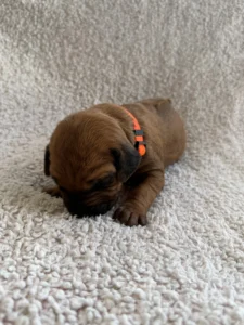 male rhodesian ridgeback puppy for sale texas