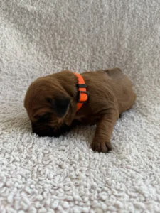 male ridgeback puppies available texas 2026