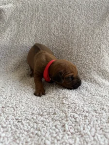 new rhodesian ridgeback litter available texas