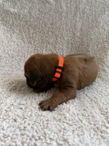 purebred rhodesian ridgeback puppies for sale
