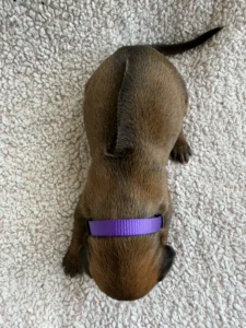 purebred rhodesian ridgeback puppies texas available