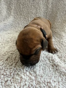 purebred ridgeback puppies texas breeder available