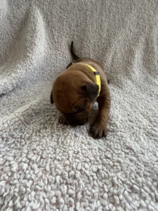 purebred ridgeback puppies texas breeder available