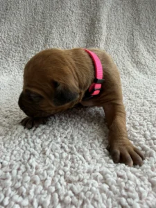 reputable rhodesian ridgeback breeder puppies texas