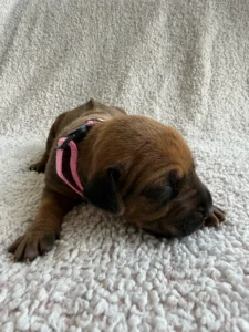 rhodesian puppies available june 2026 texas