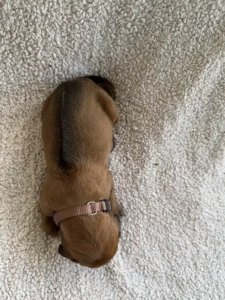 rhodesian puppies fort worth texas breeder available