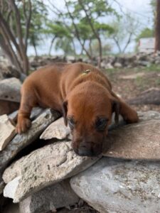 rhodesian-ridgeback-breeder-puppies (1)