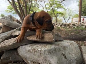 rhodesian-ridgeback-breeder-puppies (10)