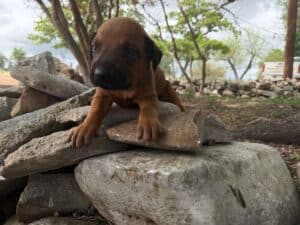 rhodesian-ridgeback-breeder-puppies (11)