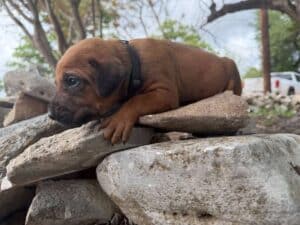 rhodesian-ridgeback-breeder-puppies (17)