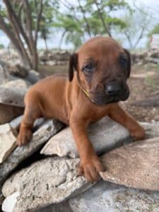 rhodesian-ridgeback-breeder-puppies (2)