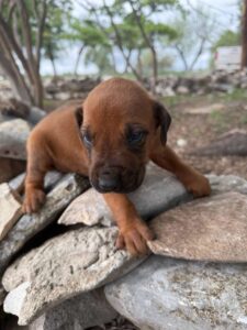 rhodesian-ridgeback-breeder-puppies