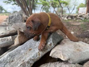 rhodesian-ridgeback-breeder-puppies (40)