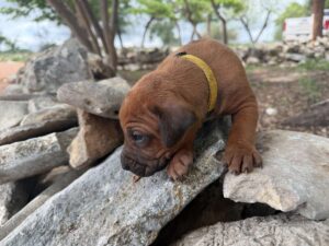 rhodesian-ridgeback-breeder-puppies (41)