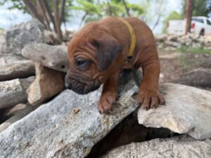rhodesian-ridgeback-breeder-puppies (42)