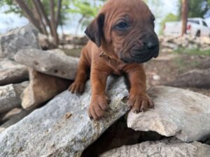 rhodesian-ridgeback-breeder-puppies (43)