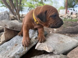 rhodesian-ridgeback-breeder-puppies (44)