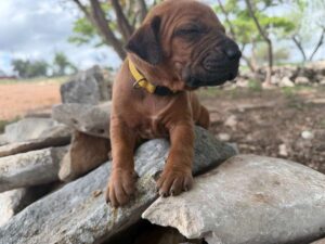 rhodesian-ridgeback-breeder-puppies (45)