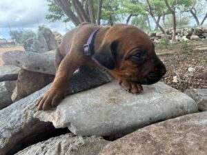 rhodesian-ridgeback-breeder-puppies (48)