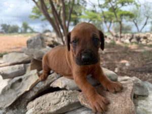 rhodesian-ridgeback-breeder-puppies (5)