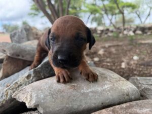 rhodesian-ridgeback-breeder-puppies (50)