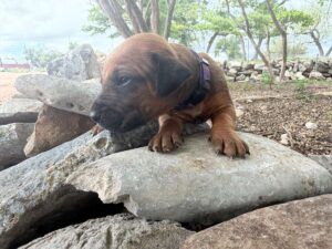 rhodesian-ridgeback-breeder-puppies (51)
