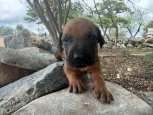 rhodesian-ridgeback-breeder-puppies (52)