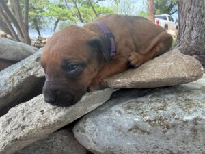 rhodesian-ridgeback-breeder-puppies (53)