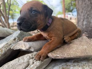 rhodesian-ridgeback-breeder-puppies (54)