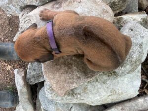 rhodesian-ridgeback-breeder-puppies (56)