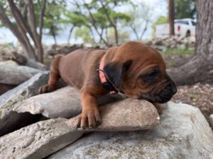 rhodesian-ridgeback-breeder-puppies (57)