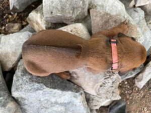 rhodesian-ridgeback-breeder-puppies (66)