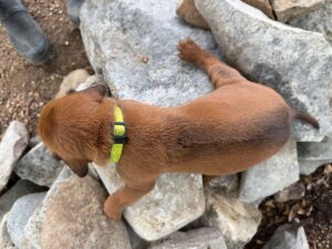 rhodesian-ridgeback-breeder-puppies (68)