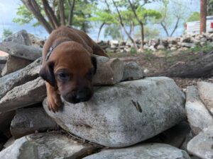 rhodesian-ridgeback-breeder-puppies (7)