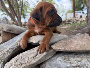 rhodesian-ridgeback-breeder-puppies (81)