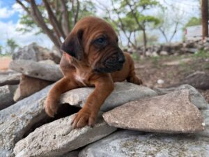 rhodesian-ridgeback-breeder-puppies (82)