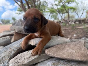 rhodesian-ridgeback-breeder-puppies (83)