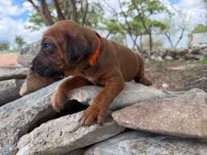 rhodesian-ridgeback-breeder-puppies (84)