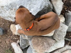 rhodesian-ridgeback-breeder-puppies (86)