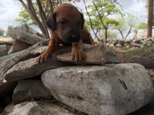 rhodesian-ridgeback-breeder-puppies (9)