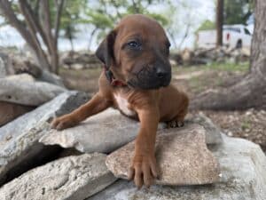 rhodesian-ridgeback-puppies (14)
