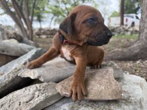 rhodesian-ridgeback-puppies (15)