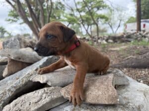 rhodesian-ridgeback-puppies (17)