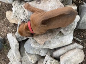 rhodesian-ridgeback-puppies (19)