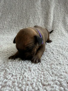 rhodesian ridgeback puppies akc registered texas