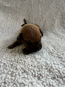 rhodesian ridgeback puppies akc registered texas