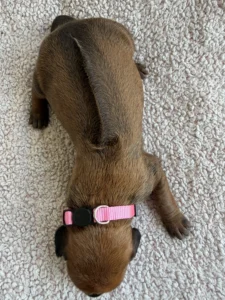 rhodesian ridgeback puppies available april 2026