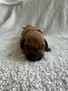 rhodesian ridgeback puppies available now texas