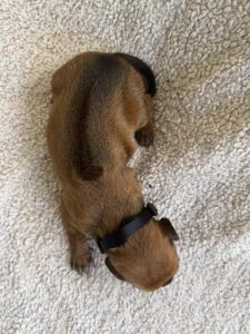 rhodesian ridgeback puppies available texas 2027