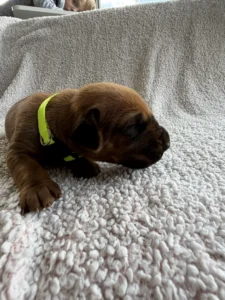 rhodesian ridgeback puppies available texas 2027
